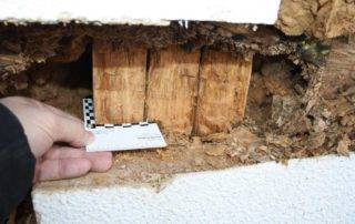 Holz Schaden Gutachten