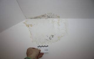 Schimmelbefall Gutachten